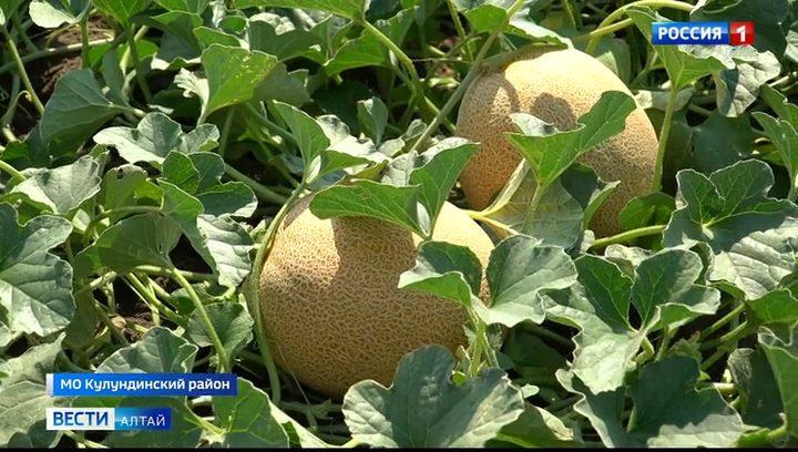 В Кулундинском районе посадили 90 гектаров бахчевых и овощных культур