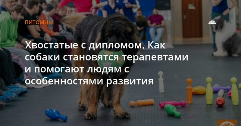 Собаки-терапевты: как проходит обучение и что они лечат