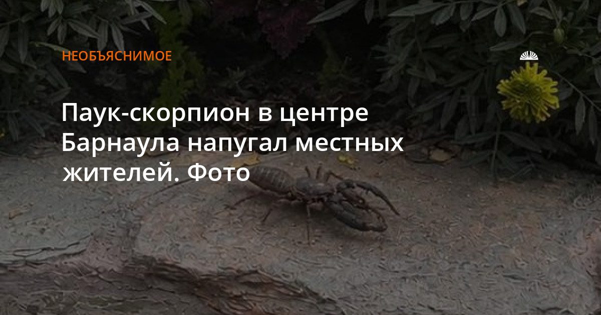 Паука-скорпиона нашли на клумбе на улице Советской в центре Барнаула