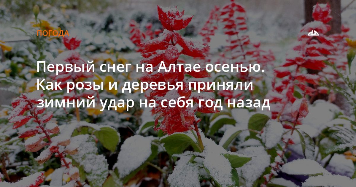 Когда придёт снег в Барнаул: прогноз на конец октября