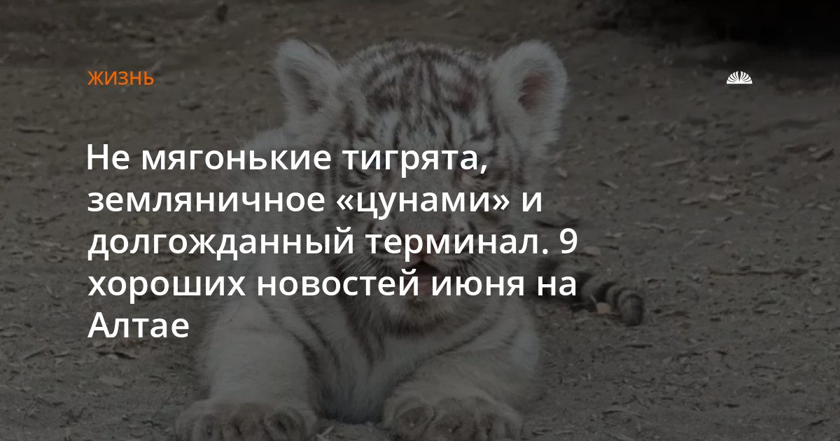 Белые тигрята родились в барнаульском зоопарке, а на Алтае собирают землянику ведрами