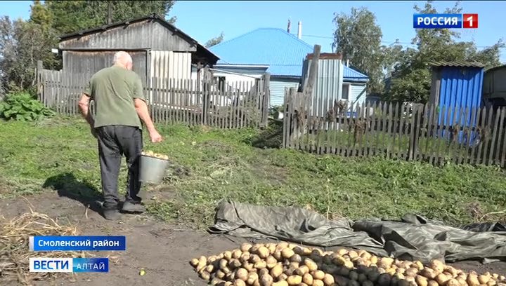 Жара помешала урожаю картофеля на Алтае