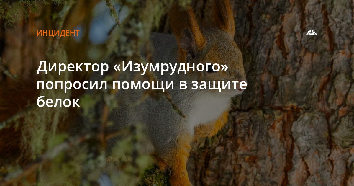 Директор парка «Изумрудный» попросил помощи в защите белок