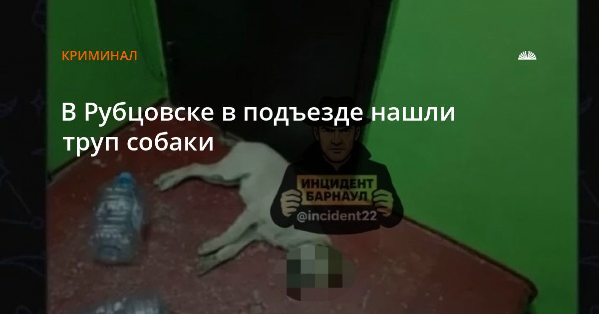 В Рубцовске в подъезде нашли труп бездомной собаки