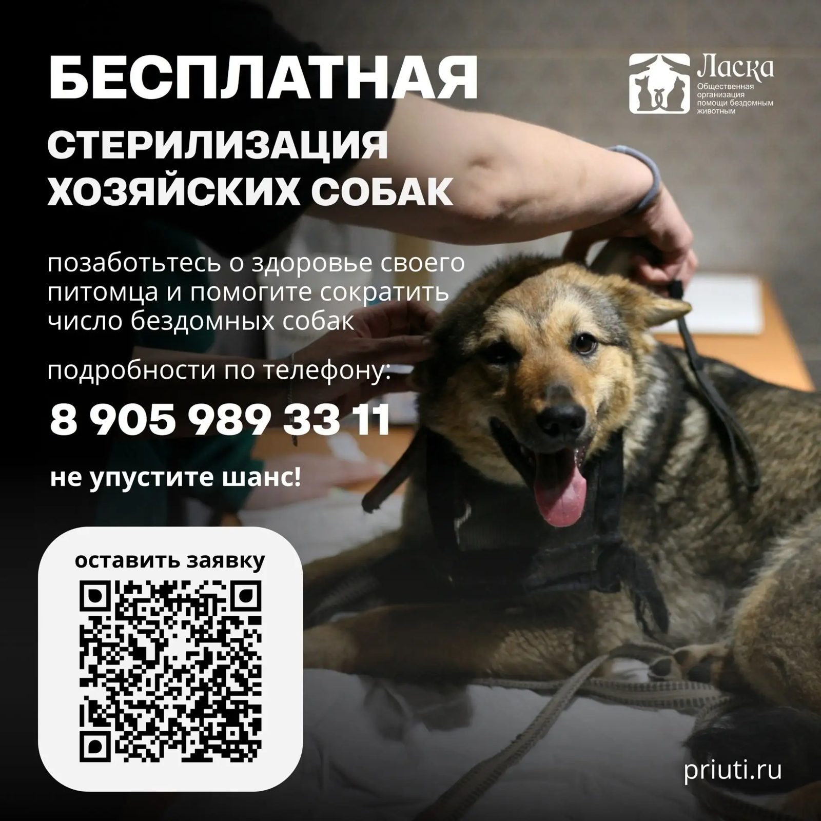 Барнаульцы могут бесплатно стерилизовать и чипировать собак