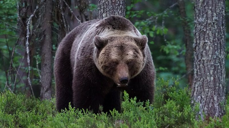 Медведь под Барнаулом: следы у Новоповалихи и что делать при встрече