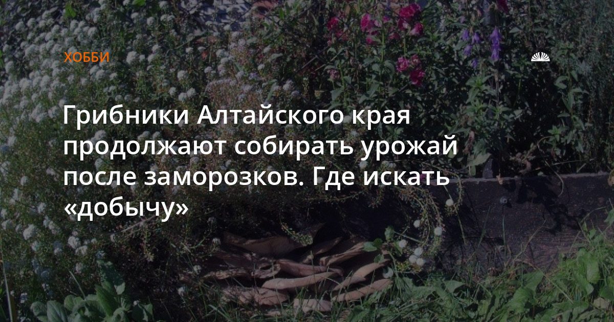 Грибники Алтайского края продолжают собирать урожай после заморозков