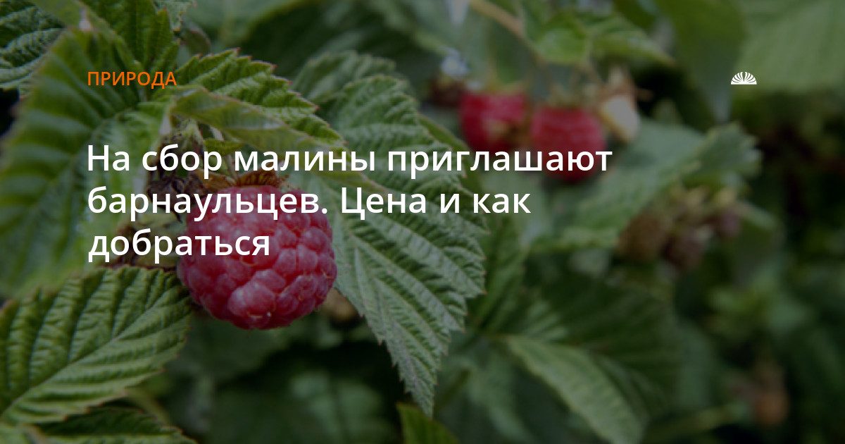 Барнаульцев приглашают собрать малину в Институте садоводства