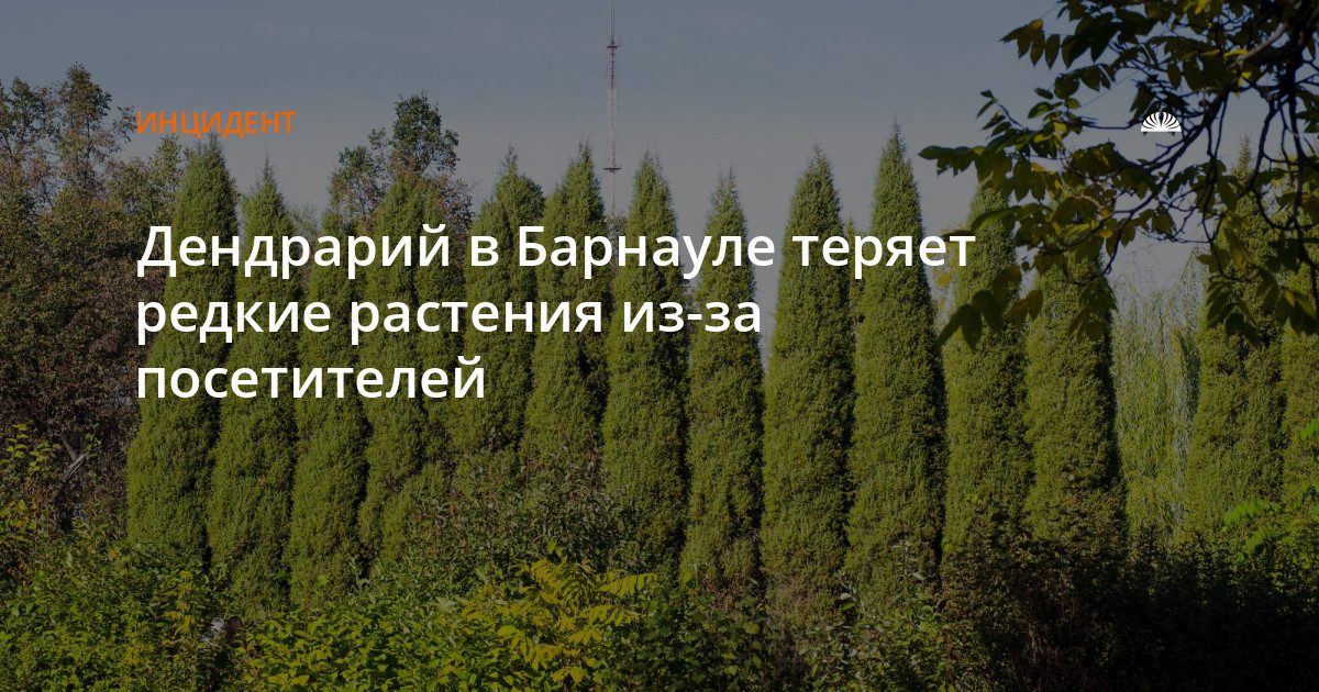 Посетители выкапывают редкие растения из барнаульского дендрария