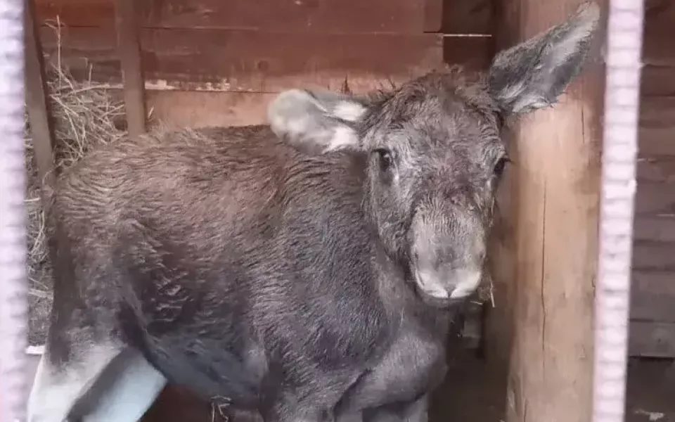 Под Барнаулом спасли семимесячного лосенка, который выходил к опасной дороге
