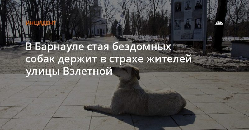 Стая бездомных собак нападает на жителей улицы Взлетной