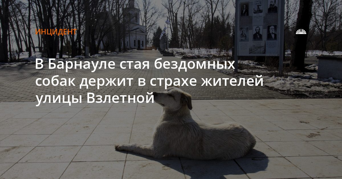 Стая бездомных собак нападает на жителей улицы Взлетной