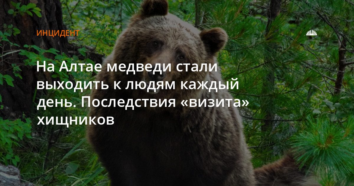 Медведь напал на корову и теленка в Ельцовском районе