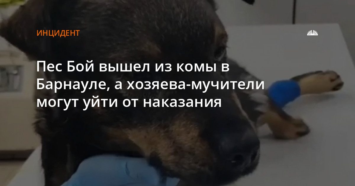 Пёс Бой, избитый хозяйкой в Барнауле, вышел из комы