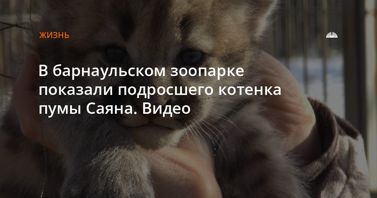 В барнаульском зоопарке показали подросшего котенка пумы Саяна