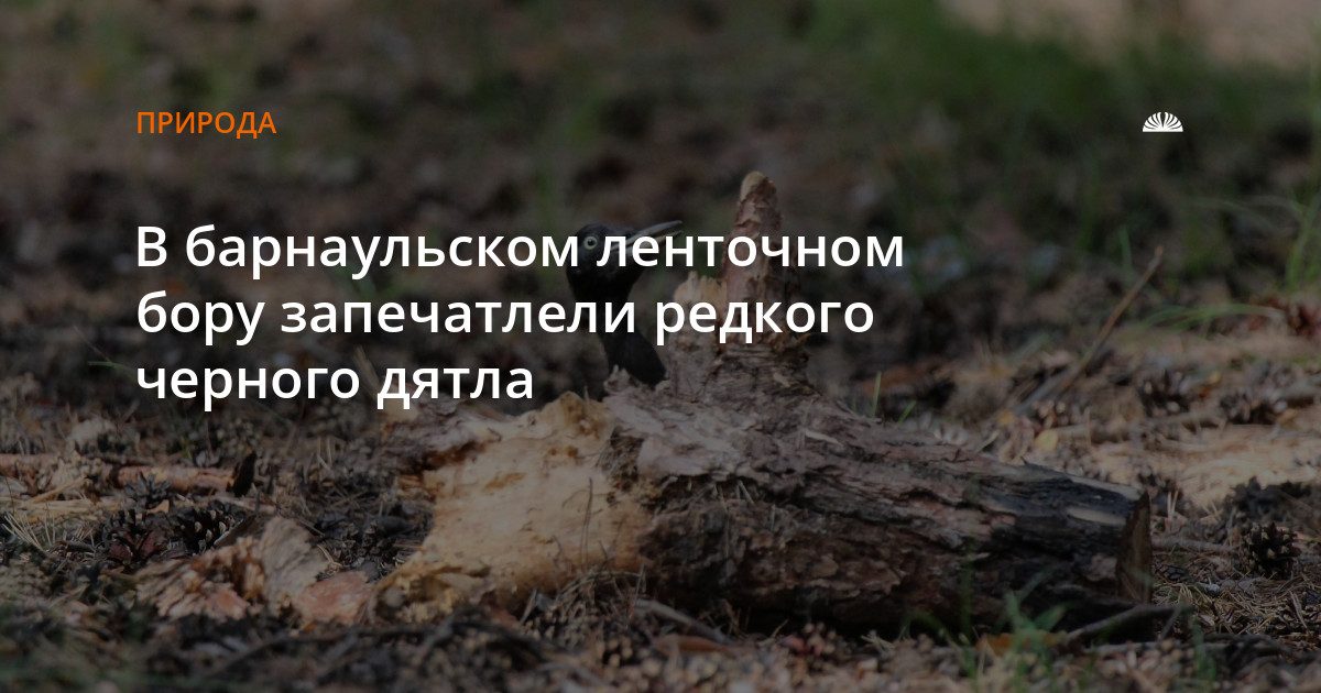 В ленточном бору Барнаула сфотографировали черного дятла