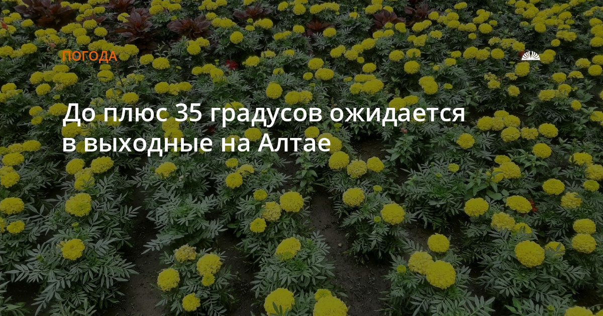 На Алтае ожидается жара до 35 градусов в выходные