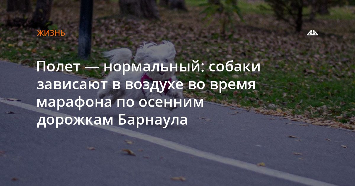 Собаки резвятся в парке «Изумрудный»