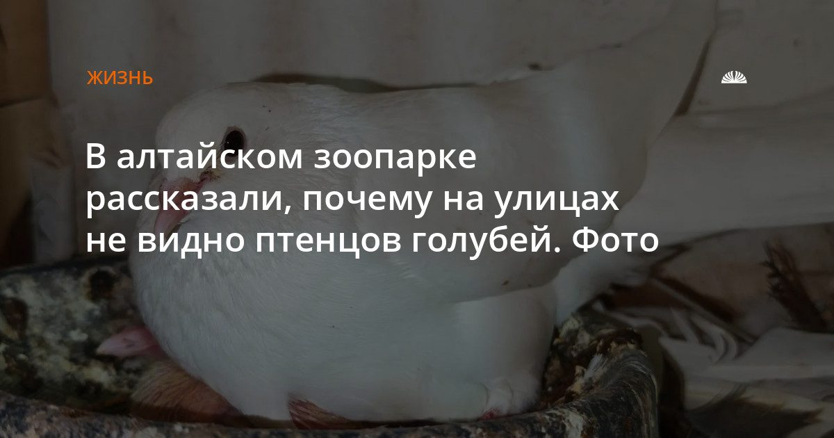 Почему на улицах Барнаула не встретить птенцов голубей