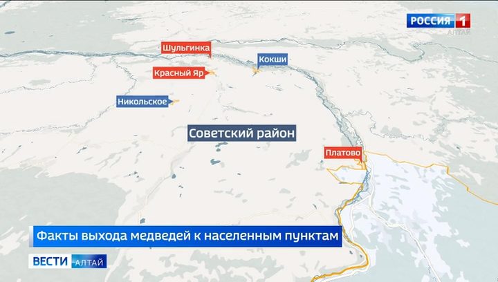 В Советском районе медведи заходят в села, режим готовности действует
