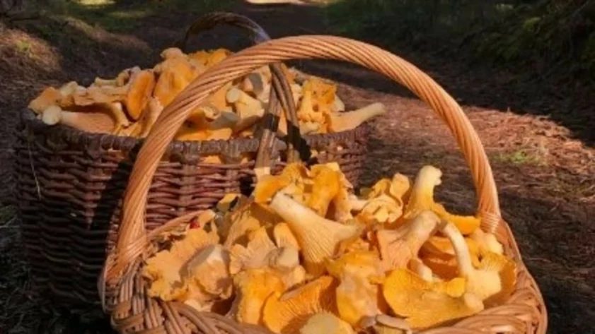 Грузди, лисички и маслята: где в Алтае собирают грибы в начале осени
