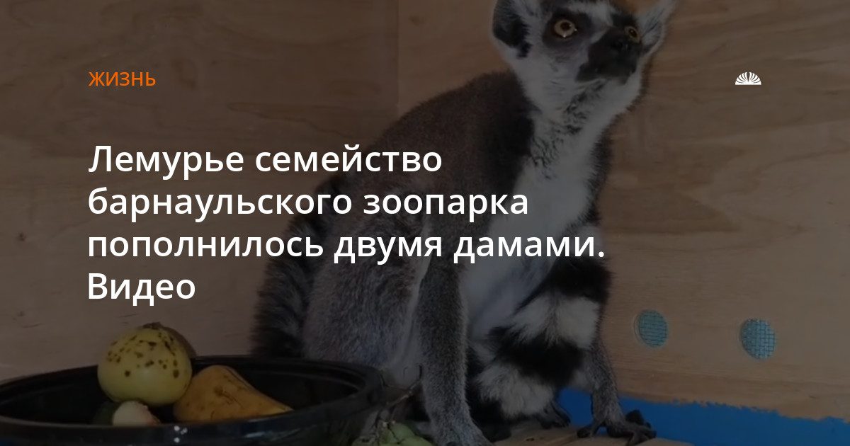 В барнаульский зоопарк привезли двух самок лемуров