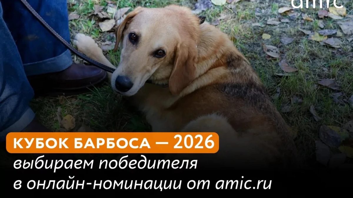 Выставка беспородных собак и онлайн-голосование в поддержку приюта «Ласка»