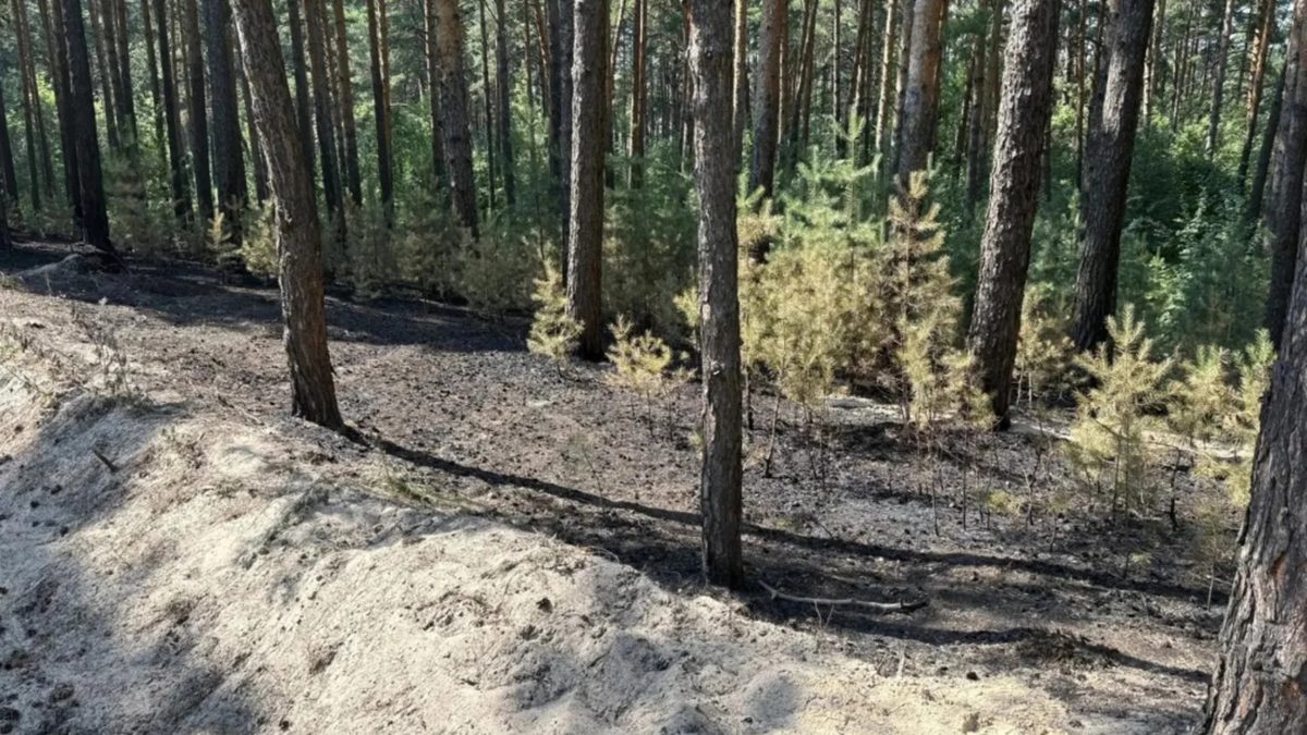 Система "Лесохранитель" помогла быстро потушить пожар на улице Власихинской