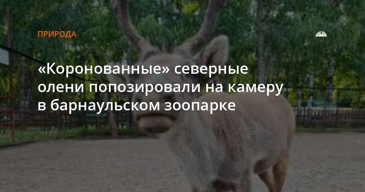 Северные олени с подпиленными рогами в барнаульском зоопарке