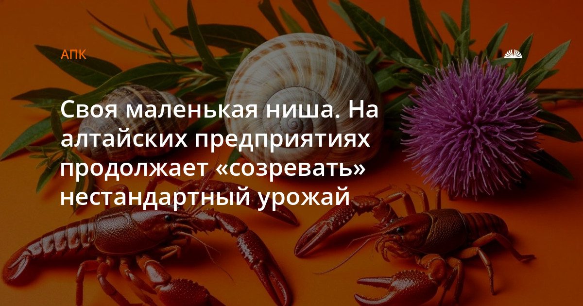 Техническая конопля, амарант и австралийские раки: нишевые производства Алтайского края