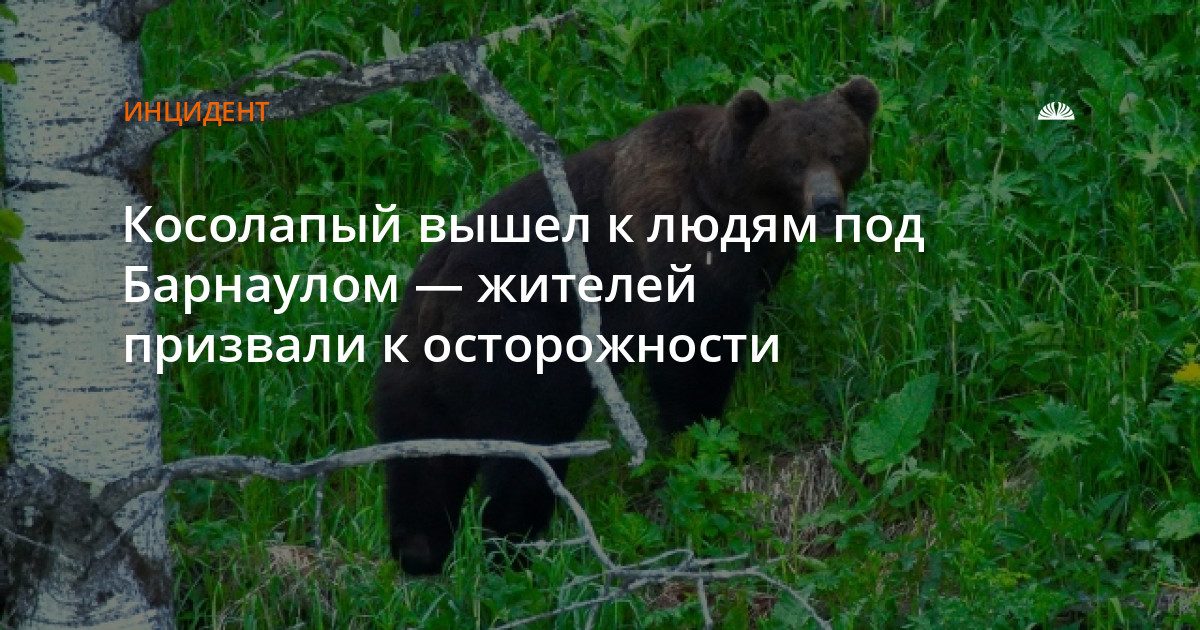 Медведь обнаружен в окрестностях Новоповалихи под Барнаулом