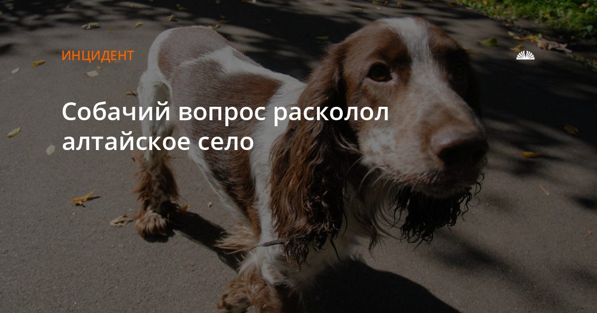 Жители Ильинки против приюта для собак в селе