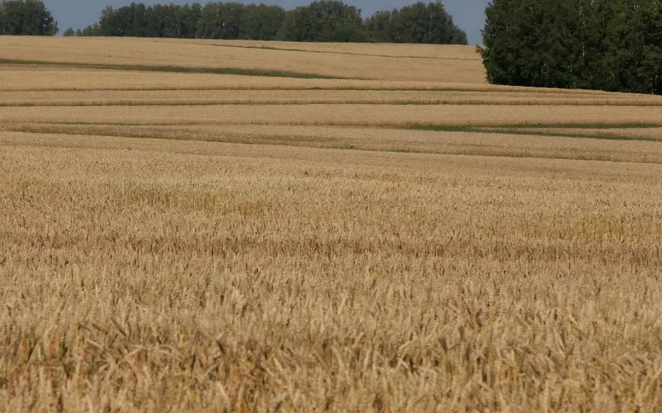 Аграриям Алтая помогут продлить кредиты и получить страховые выплаты