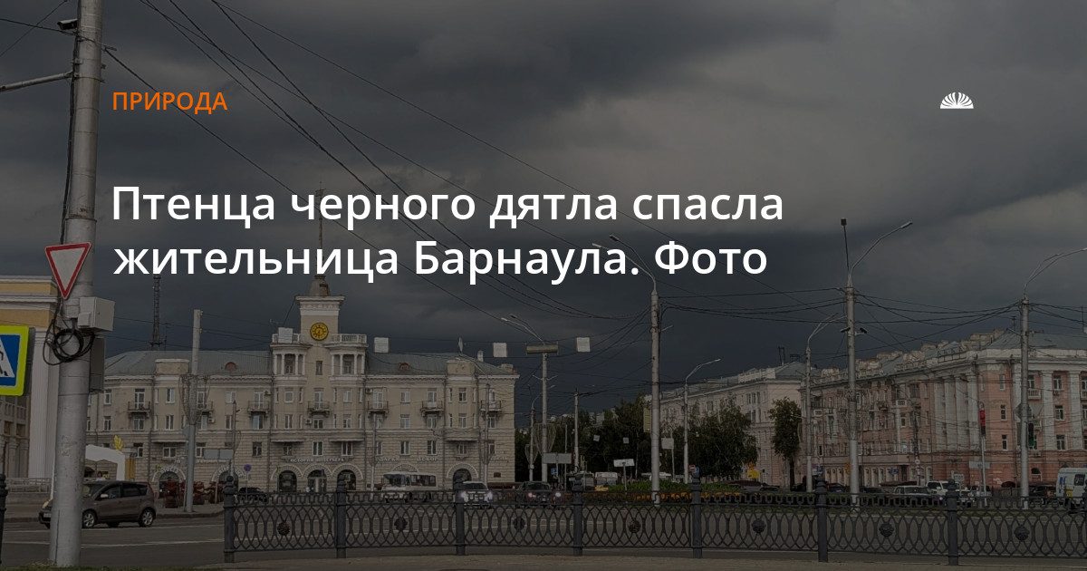 Жительница Барнаула спасла птенца черного дятла на прогулке