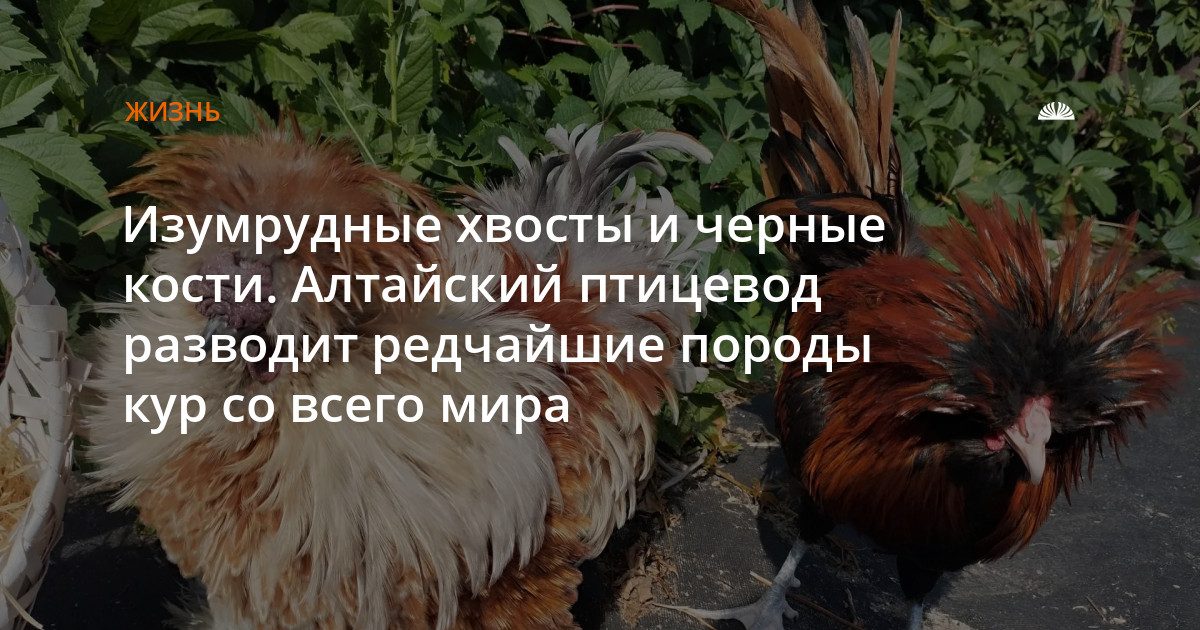 Барнаулец разводит редчайшие породы кур со всего мира