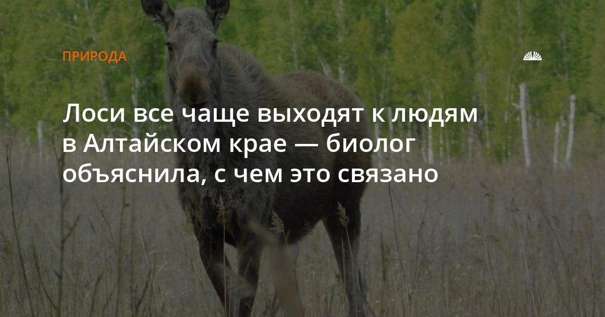 Лоси в Алтайском крае чаще выходят к людям из-за расширения поселков