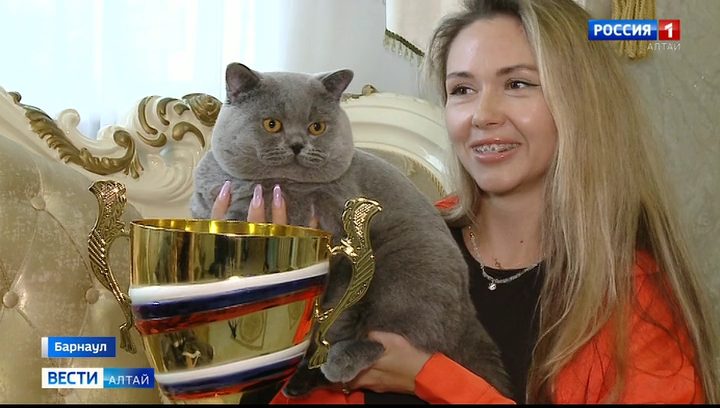 Британский кот Колобок из Барнаула едет на международный конкурс в Москву