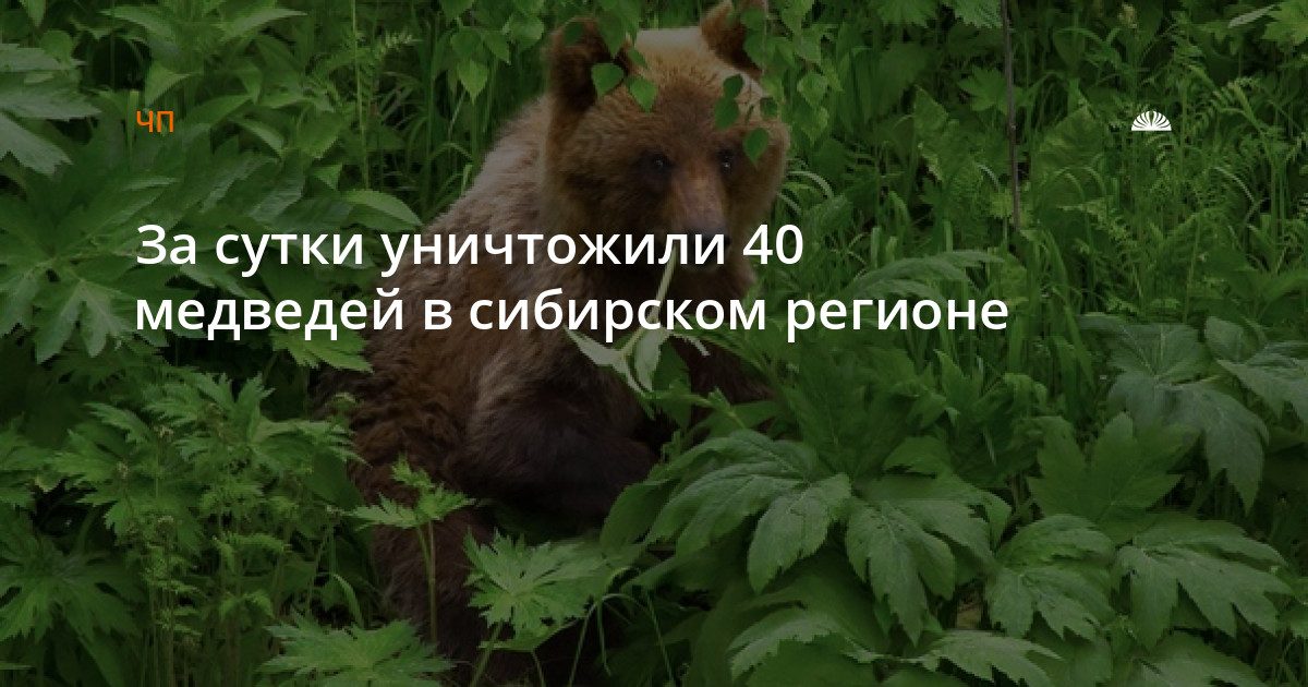 Следы медведей обнаружены рядом с Барнаулом