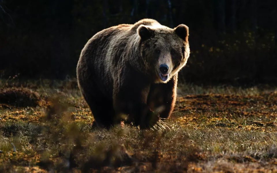 Медведи голодают и выходят к людям: чем это грозит Алтаю