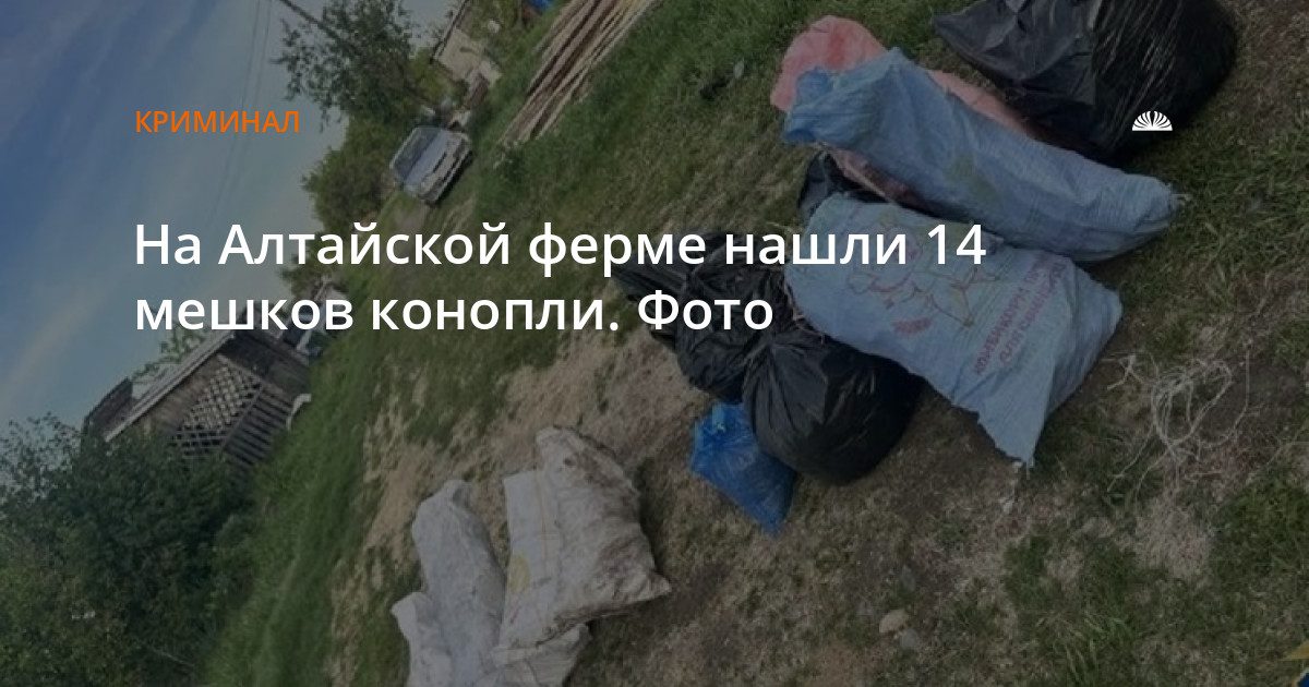 На ферме в селе Верх-Катунское нашли 14 мешков конопли