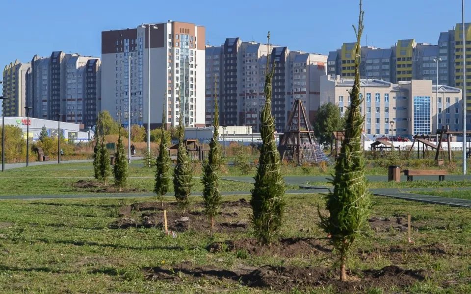На улице Шумакова в Барнауле высадили ели и сосны