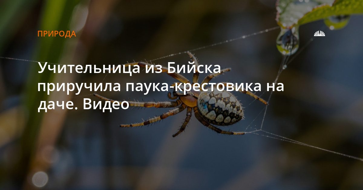 Учительница из Бийска подружилась с пауком-крестовиком на даче