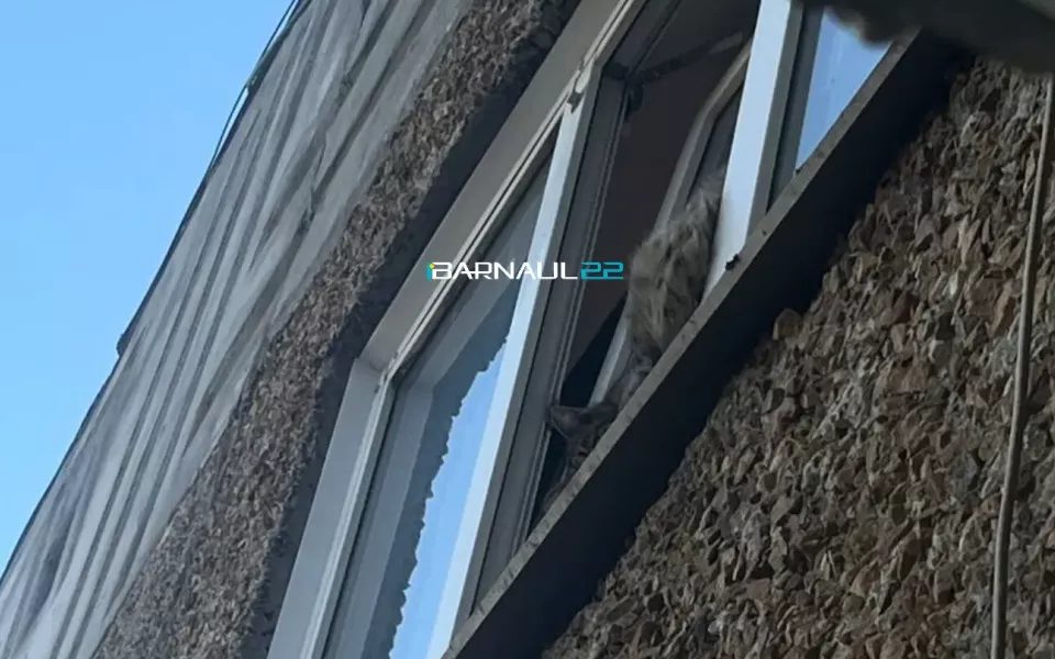 Жители Новоалтайска спасали кошку, застрявшую в окне