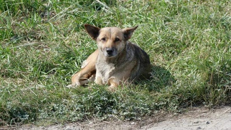 В Барнауле собаку с черепно-мозговой травмой нашли в мусорном баке
