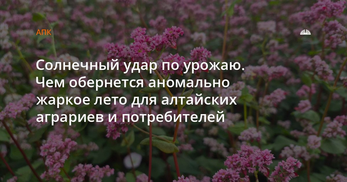 Засуха грозит урожаю на 30-50%: чем обернется жаркое лето для алтайских аграриев