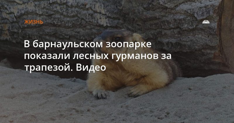В барнаульском зоопарке показали сурков перед спячкой
