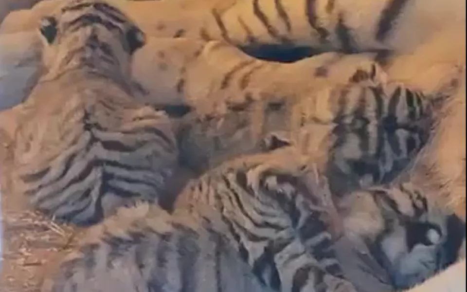 В барнаульском зоопарке родились четыре белых тигренка