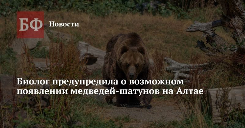 Медведи голодают и выходят к людям: чем это грозит Алтаю