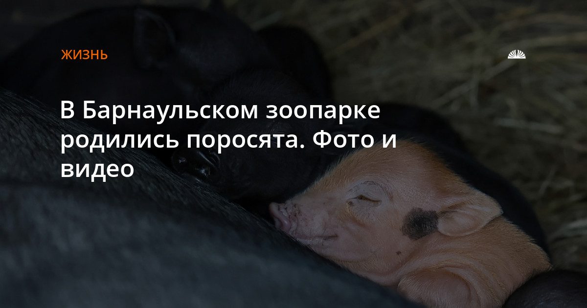 В барнаульском зоопарке «Лесная сказка» родились 12 поросят