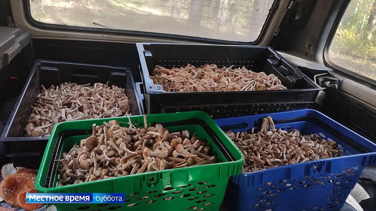 В Алтайском крае открылся сезон сбора опят